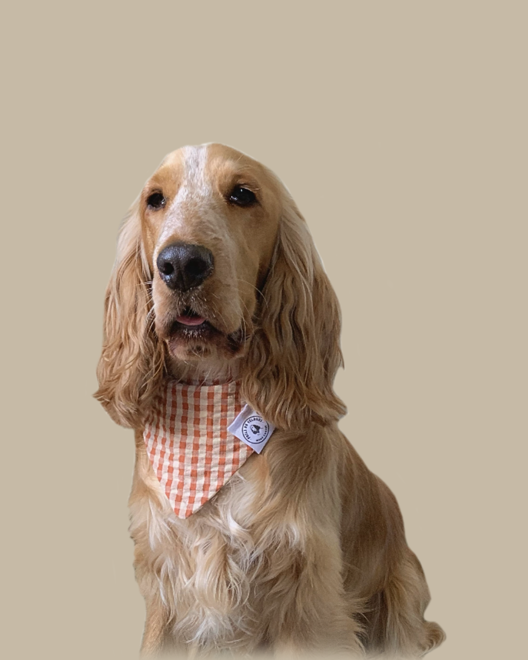 Bandana chien Coton vichy Beige-Rouge - Fait Main France
