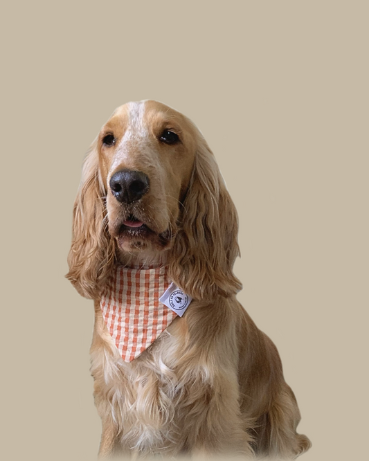 Bandana chien Coton vichy Beige-Rouge - Fait Main France