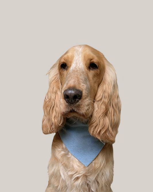 Bandana Chien Jean - Fait Main France