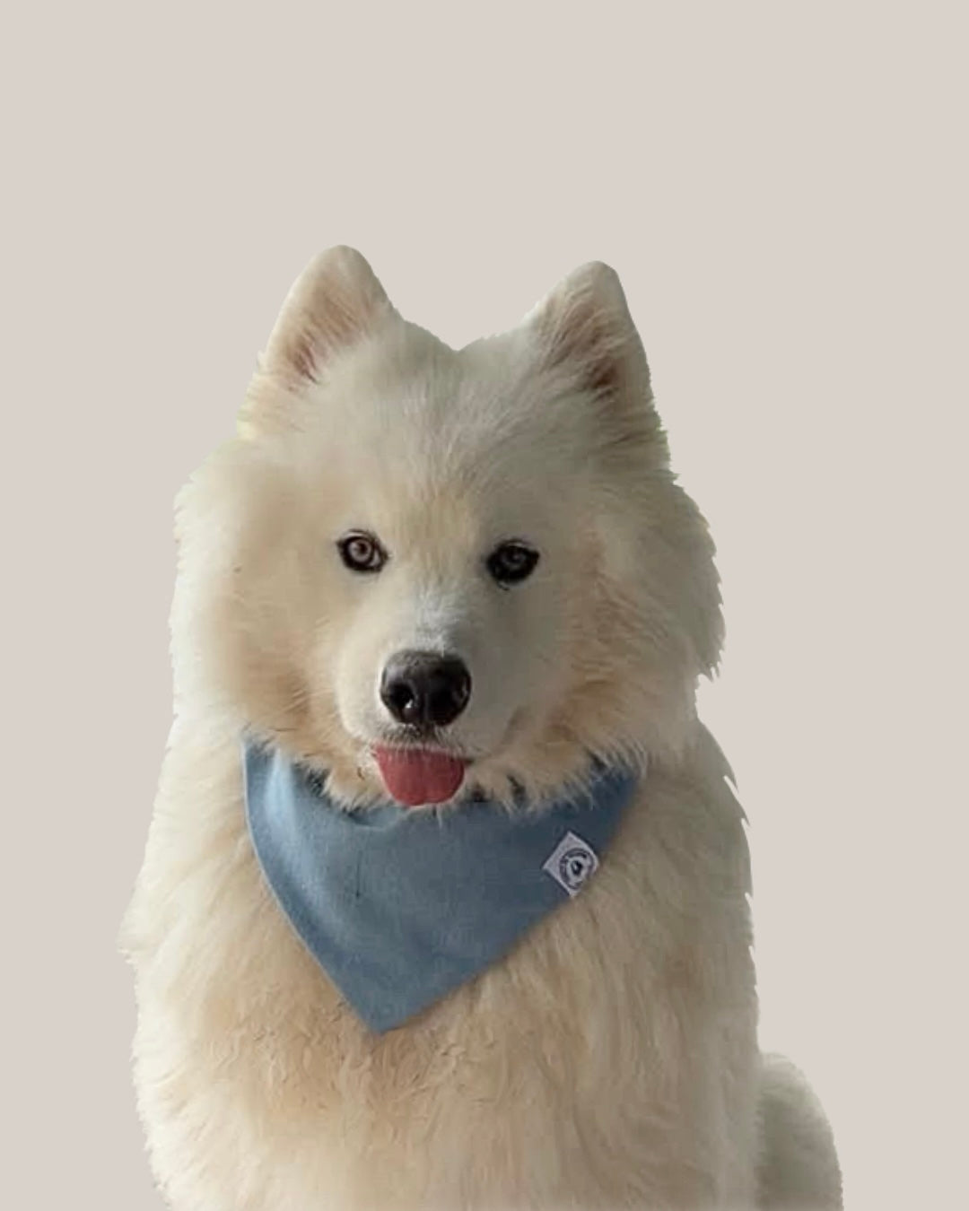 Bandana Chien Jean - Fait Main France