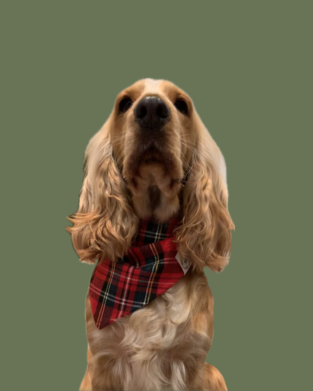 Bandana Chien Tartan Noël - Fait Main France